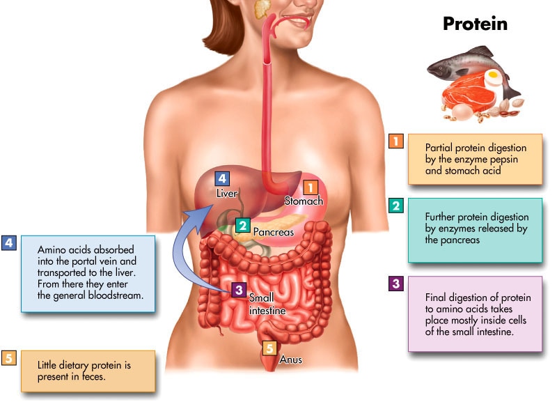 Collagen and Digestive System